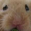 Hamstercute